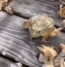 frog gif|frog laughing gif.